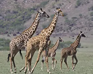 Camelopardalis Prints: DDE-90022724