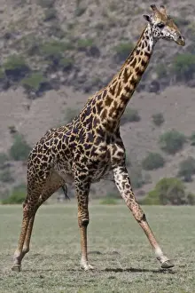 Camelopardalis Prints: DDE-90022725