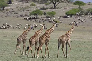 Maasai Prints: DDE-90022726