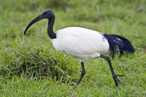 Aethiopicus Prints: DDE-90022732