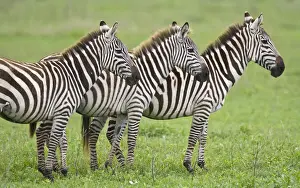 Zebras Prints: DDE-90022733