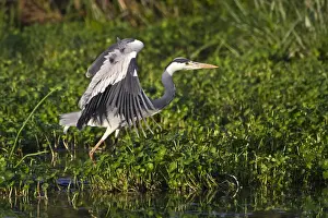 Ardea Prints: DDE-90022740