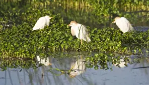 Egret Prints: DDE-90022742