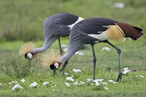 Cranes Prints: DDE-90022755