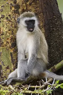Vervet Prints: DDE-90022764