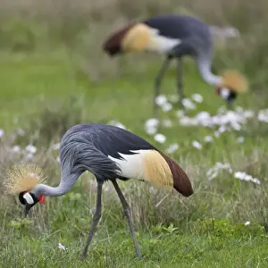 Cranes Prints: DDE-90022765