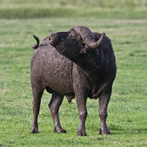 Buffalo Collection: DDE-90022776