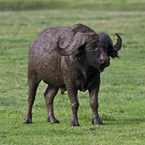 Buffalo Collection: DDE-90022777