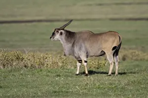 Oryx Prints: DDE-90022782