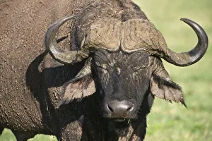 Buffalo Collection: DDE-90022783