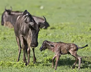 Birth Prints: DDE-90022786