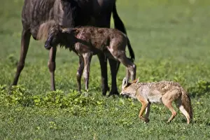 Canis Prints: DDE-90022793