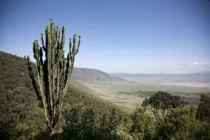 Cacti Prints: DDE-90022799