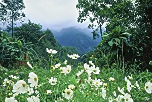 Rwenzori Prints: DDE-90022869