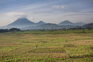 Virunga Prints: DDE-90022918