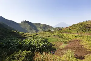 Virunga Prints: DDE-90022928