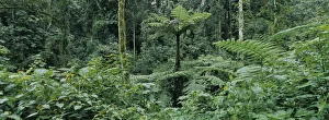 Bwindi Collection: DDE-90022950