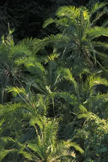 Frond Prints: DDE-90022987