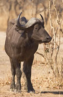 Buffalo Collection: DDE-90022997