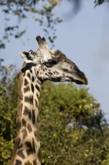 Images Dated 17th June 2010: DDE-90023001