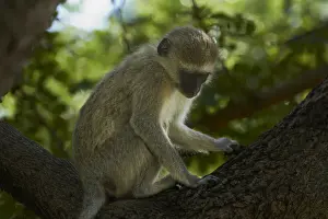 Vervet Prints: DDE-90023024