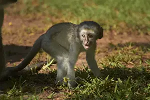 Vervet Prints: DDE-90023027