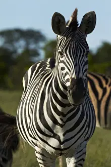 Quagga Prints: DDE-90023030