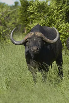 Buffalo Collection: DDE-90023041