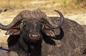 Buffalo Collection: DDE-90023056