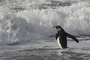 Patagonica Prints: DDE-90023239