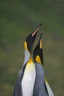 Patagonica Prints: DDE-90023242