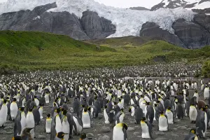 Patagonica Prints: DDE-90023247