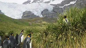 Patagonica Prints: DDE-90023252