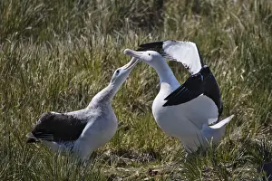 Albatross Prints: DDE-90023267