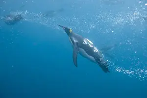 Flipper Prints: DDE-90023356