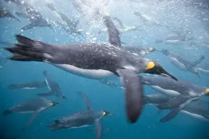 Flipper Prints: DDE-90023358