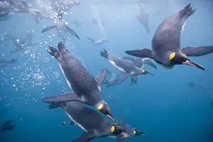 Flipper Prints: DDE-90023359