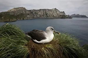 Albatross Prints: DDE-90023395