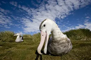 Albatross Prints: DDE-90023396