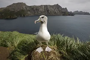 Albatross Prints: DDE-90023397