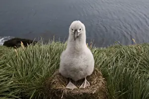 Albatross Prints: DDE-90023398