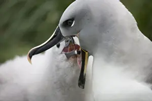 Albatross Prints: DDE-90023415