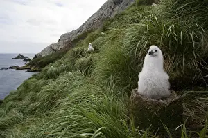 Albatross Prints: DDE-90023416