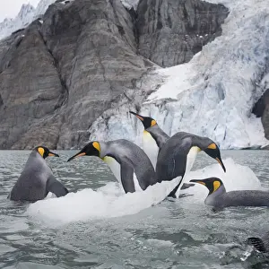 Patagonicus Prints: DDE-90023428