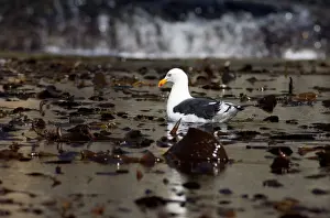 Seagull Prints: DDE-90023491