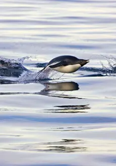 Splash Prints: DDE-90023692