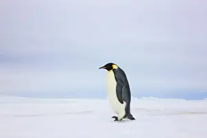 Emperor Prints: DDE-90023724