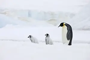 Emperor Prints: DDE-90023733