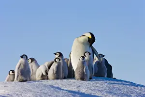 Emperor Prints: DDE-90023743