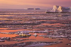 Floes Prints: DDE-90023747